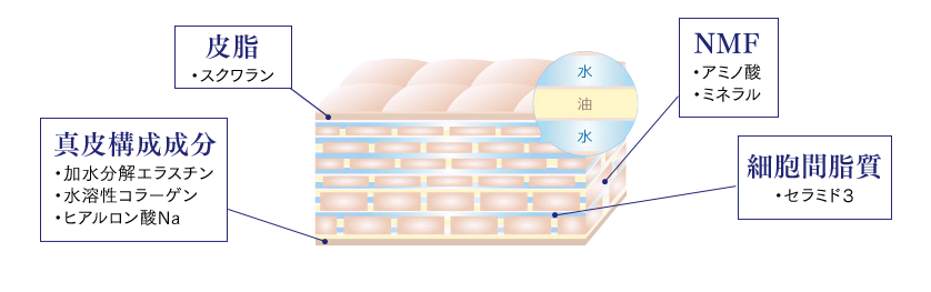 皮脂 NMF 真皮構成成分 細胞間脂質