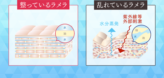 整っているラメラ 乱れているラメラ