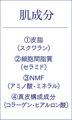 肌成分