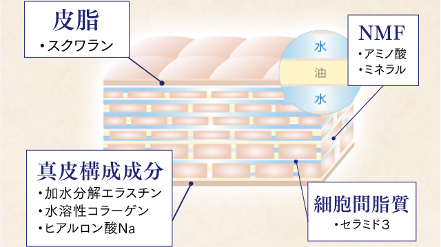 皮脂 NMF 真皮構成成分 細胞間脂質