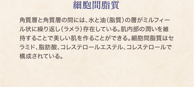 真皮構成成分 角質層と角質層の間には、水と油（脂質）の層がミルフィール状に繰り返し（ラメラ）存在している。肌内部の潤いを維持することで美しい肌を作ることができる。細胞間脂質はセラミド、脂肪酸、コレステロールエステル、コレステロールで構成されている。