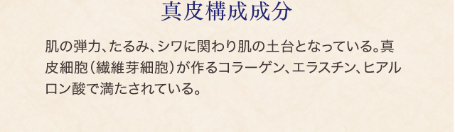細胞間脂質 肌の弾力、たるみ、シワに関わり肌の土台となっている。真皮細胞（繊維芽細胞）が作るコラーゲン、エラスチン、ヒアルロン酸で満たされている。